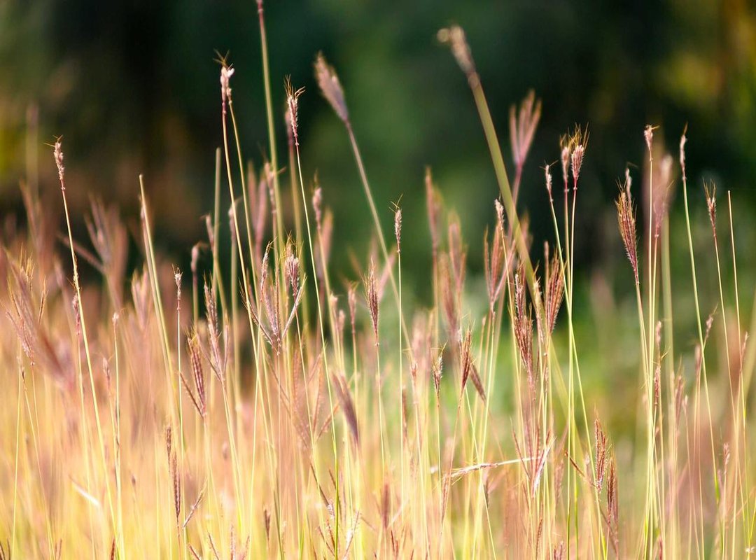 Safe Leech Removal and Aftercare: A Step-by-Step Guide